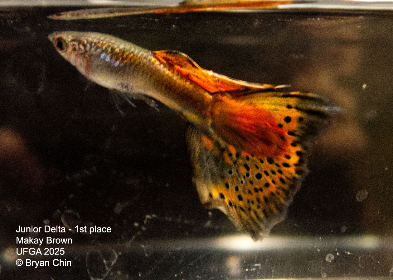 Guppy Red Bicolor